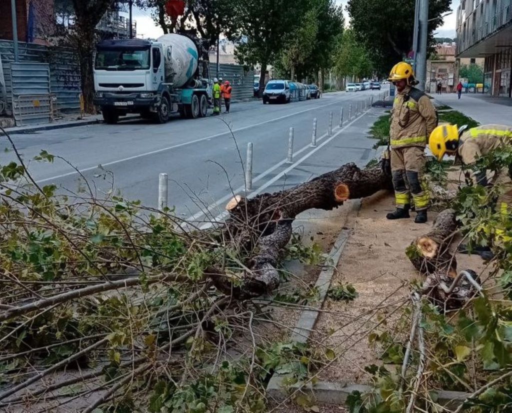 BOMBERS ARBRE PORT